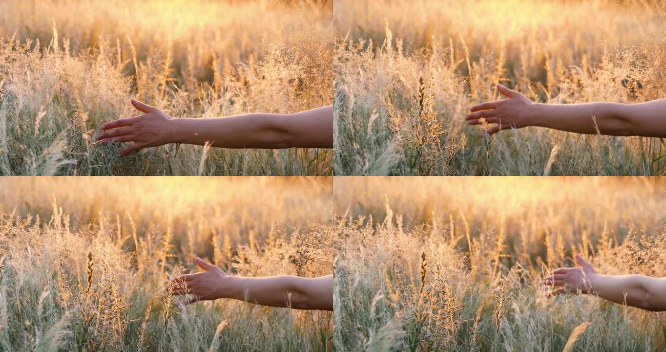 在纳米比亚卡拉哈里沙漠中，一个女人的手触摸草的特写镜头