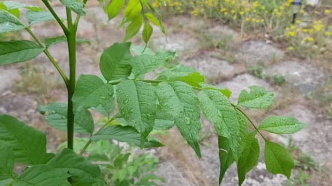 在公园幼树的湿绿叶上滴雨滴