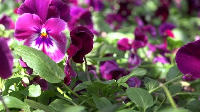 紫色三色堇花的特写