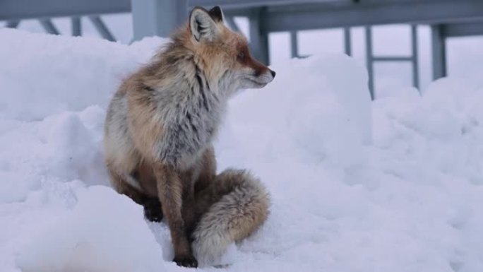 红狐狸坐在雪地上，在金属结构的背景下舔。高加索山脉高处的高加索狐狸的大肖像