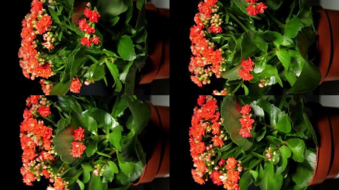 绿色叶子和浓密的红色花朵的Kalanchoe盆栽植物