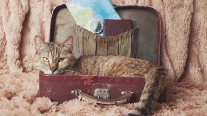 猫躺在一个装有游客设备的手提箱里。