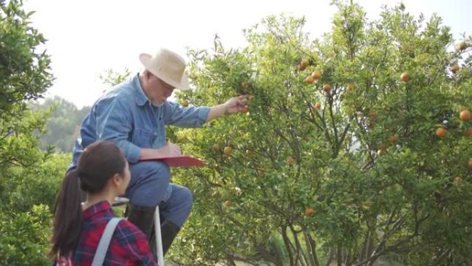 老年男性农场主与年轻女子一起检查橘子种植并准备在果园上收获成熟的橘子，这是家庭经营的概念