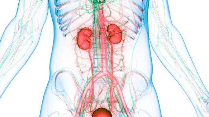 具有膀胱解剖动画概念的人类泌尿系统肾脏