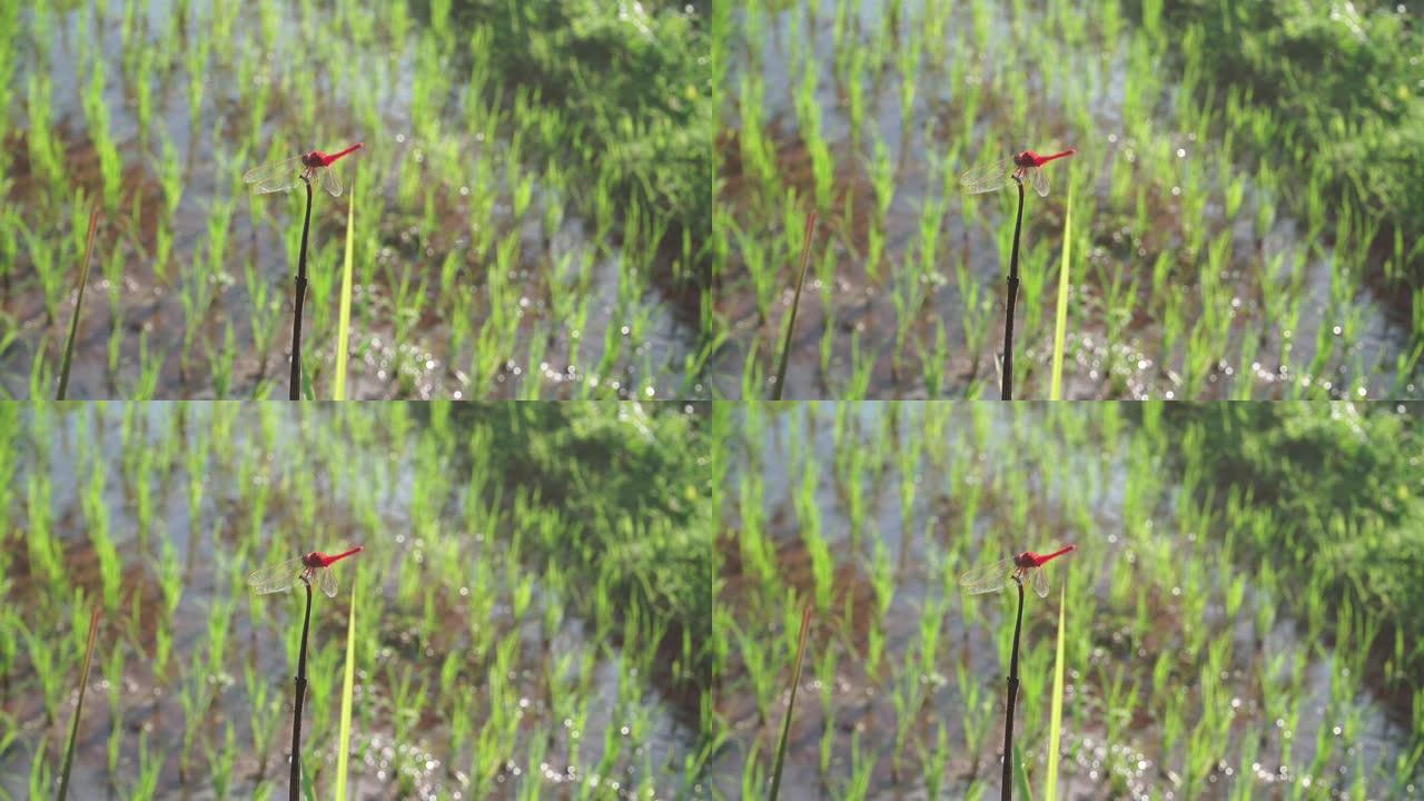 一只红色蜻蜓栖息在枯死的树干上
