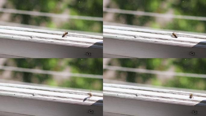 早春时，小蜜蜂被困在窗户后面。