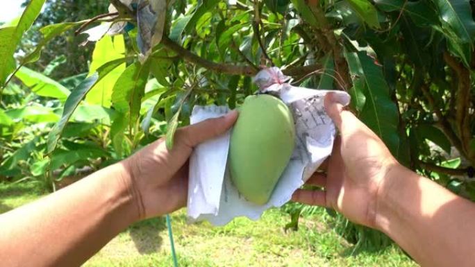 园丁男子在花园里检查芒果水果，在泰国的田野中生长的芒果树，挂在具有自然背景的树上的大芒果水果