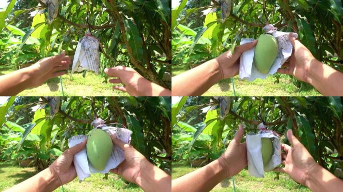 园丁男子在花园里检查芒果水果，在泰国的田野中生长的芒果树，挂在具有自然背景的树上的大芒果水果