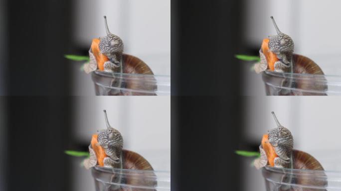 葡萄蜗牛吃胡萝卜。特写镜头