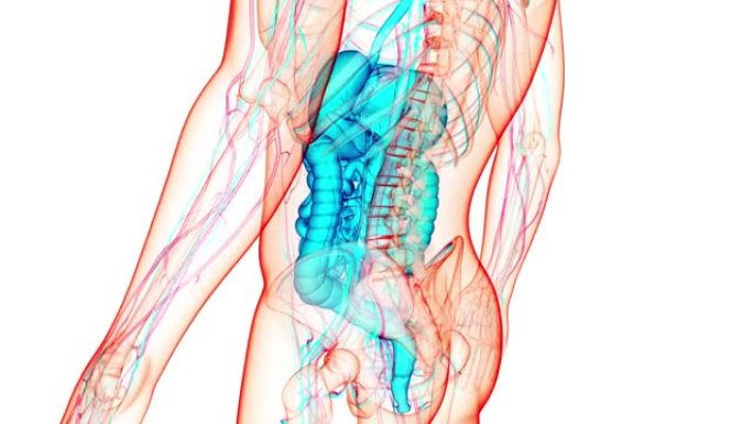 人体消化系统解剖动画概念