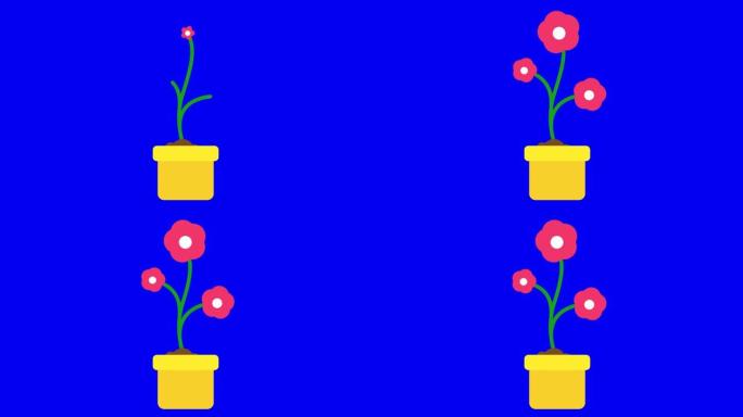 黄色花盆中粉红色花朵的动画开花过程。