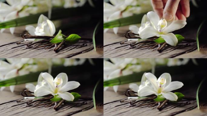 香草花用香草棒放在旧木板上，男人的手再放一朵花。香草兰花在后面。