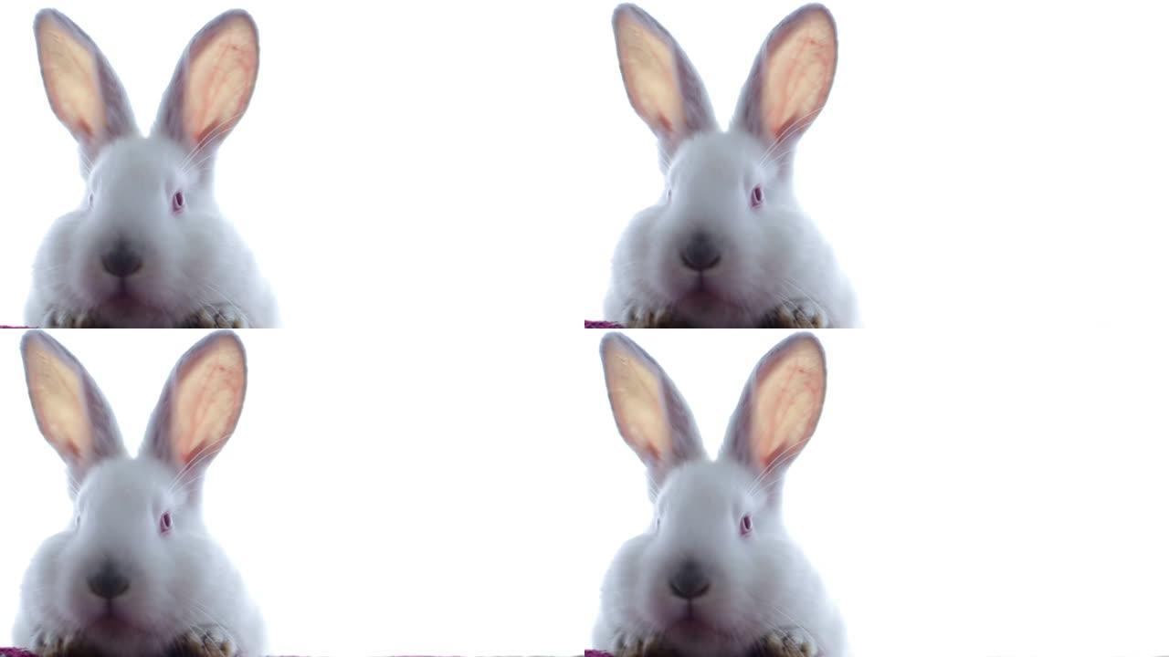 大耳朵白兔