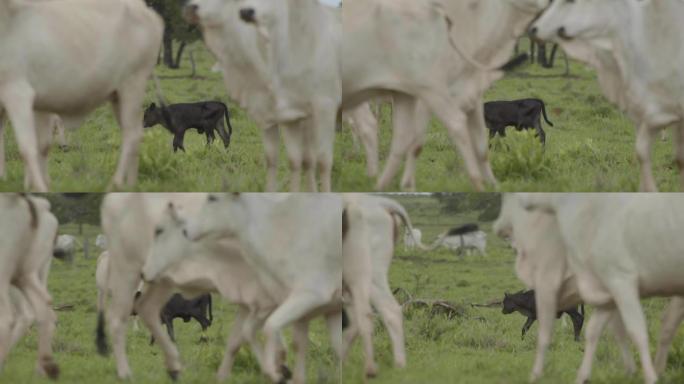 黑安格斯小牛在草地上奔跑