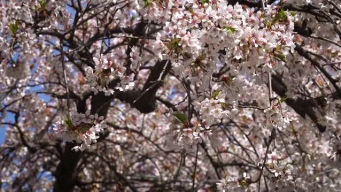 春天樱花、4月、樱桃树、