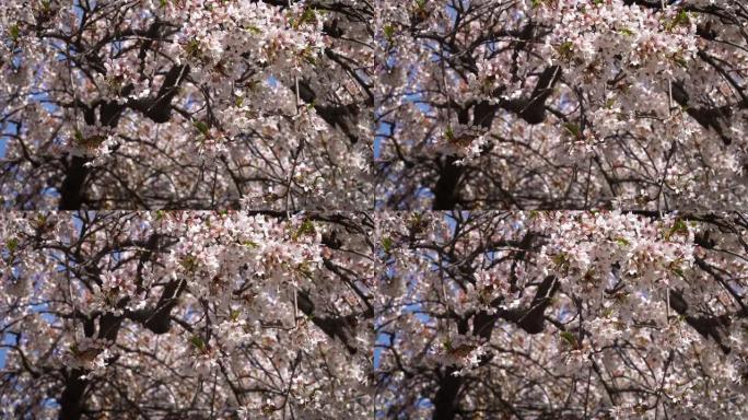 春天樱花、4月、樱桃树、