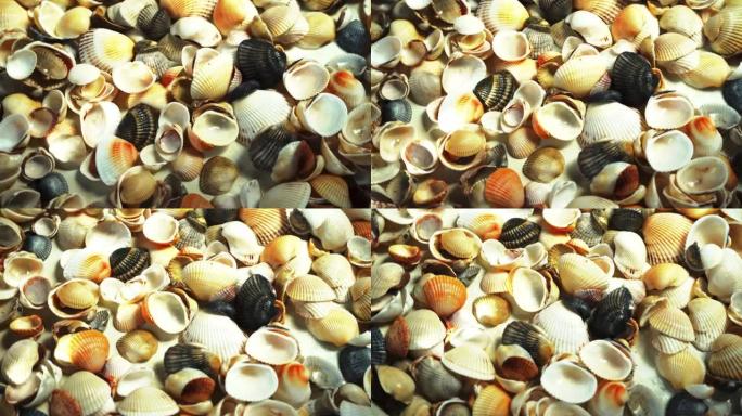 贝壳顶视图。贝壳特写。海洋海岸。贝壳的夏季模式