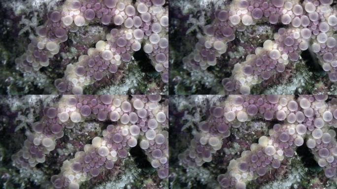 海胆紫锥草在红海水下寻找食物。