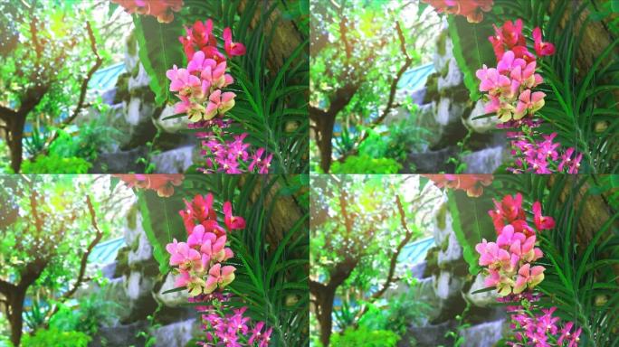 粉红兰花盛开模糊绿叶背景和午后的阳光