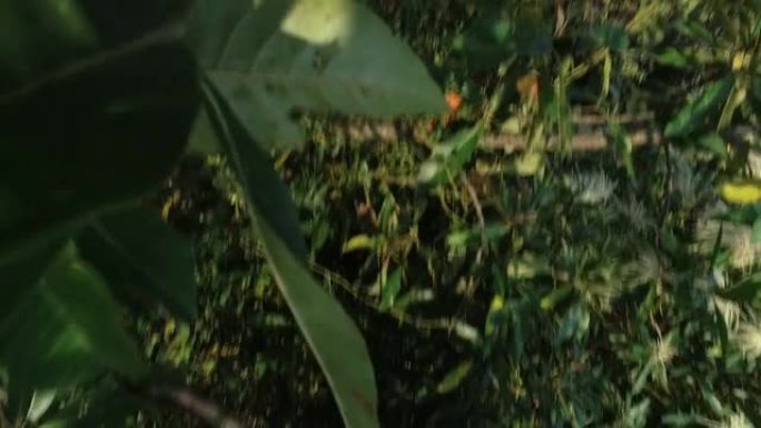 无人机在春季森林中飞行时撞树坠毁