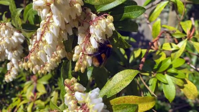 春季在日本粉蝶的花朵上授粉的大黄蜂。