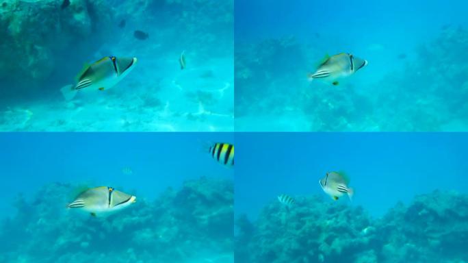 毕加索的金鱼鱼在珊瑚礁附近的蓝色水中慢慢游动。毕加索金鱼鱼、阿萨西金鱼鱼或阿拉伯金鱼鱼 (Rhine