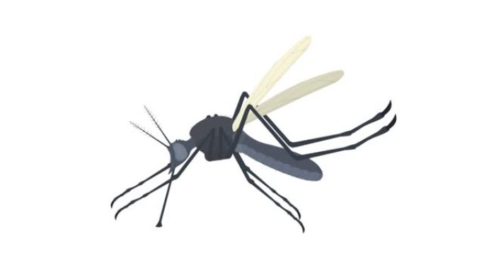 蚊子。昆虫蚊子的动画。卡通