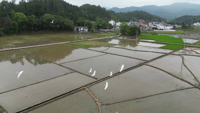 田园生态 候鸟白鹭天空飞翔