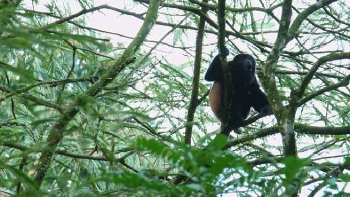 来自中美洲和南美洲的大吼猴-Alouatta palliata或金色大吼猴，新世界猴。美国热带雨林的