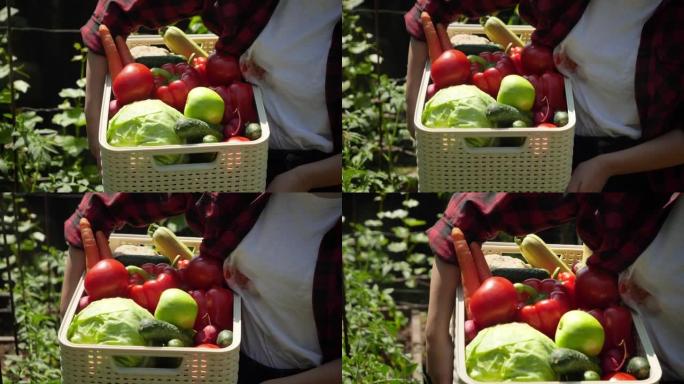女人随身携带装满成熟有机蔬菜的盒子的特写视频。在后院花园种植小型企业和有机蔬菜的概念