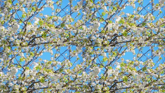野樱桃被称为 “prunus avium plenum”