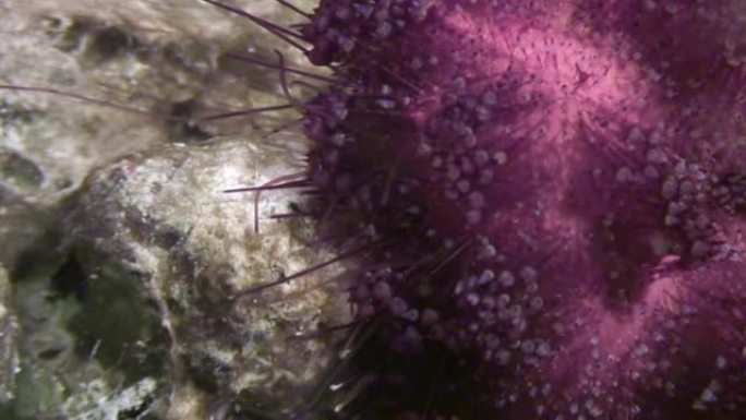 红海背景海洋景观中的海胆紫锥草。