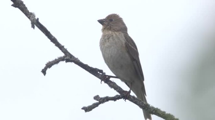 普通朱雀 (Carpodacus erythrinus) 或猩红色朱雀鸣唱，白俄罗斯