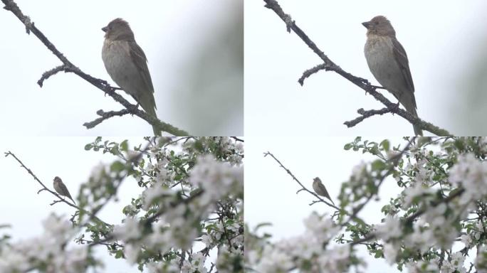 普通朱雀 (Carpodacus erythrinus) 或猩红色朱雀鸣唱，白俄罗斯