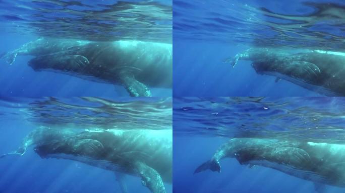 海洋中与母亲一起在水下的幼鲸小牛的温柔和爱抚。