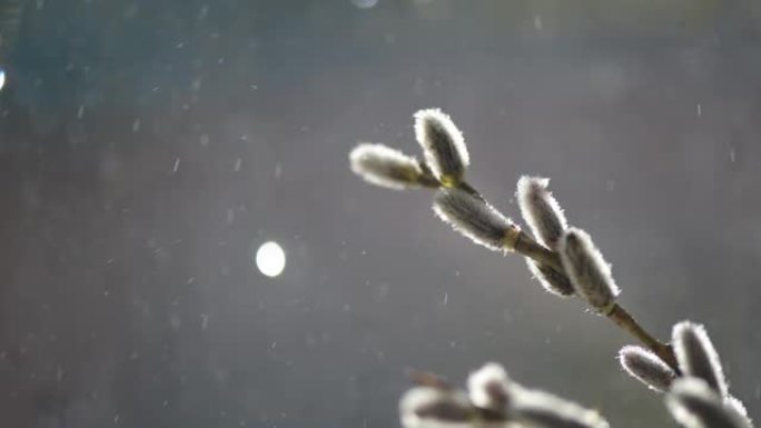 复活节花束在雨中绽放的猫柳枝