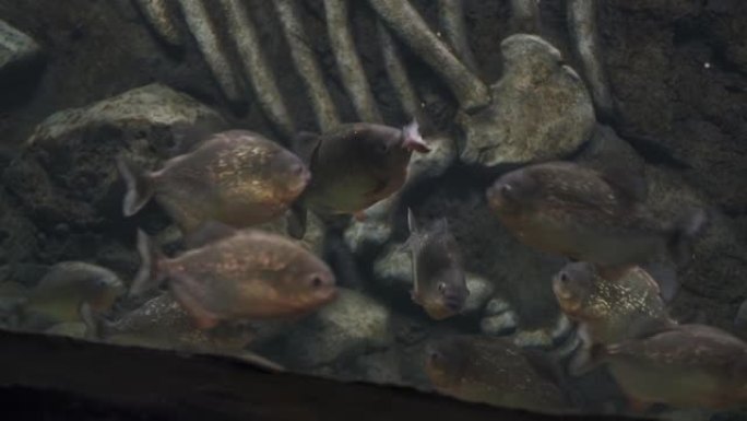 在水族馆里喂食人鱼。许多食人鱼吃冷冻鱼。