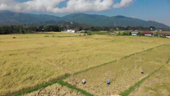 泰国传统稻米收割过程