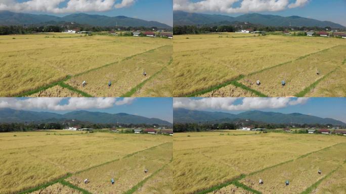 泰国传统稻米收割过程