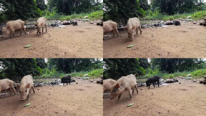 家猪，通常被称为猪，猪或简称为猪，在印地语suwar中，当不需要将其与其他猪区分时，是一种杂食性的，