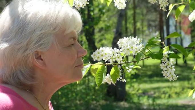 有花粉过敏的高级妇女，嗅着鸟樱桃花，(朴树) 因季节性过敏而打喷嚏和吹鼻子。春季过敏概念。