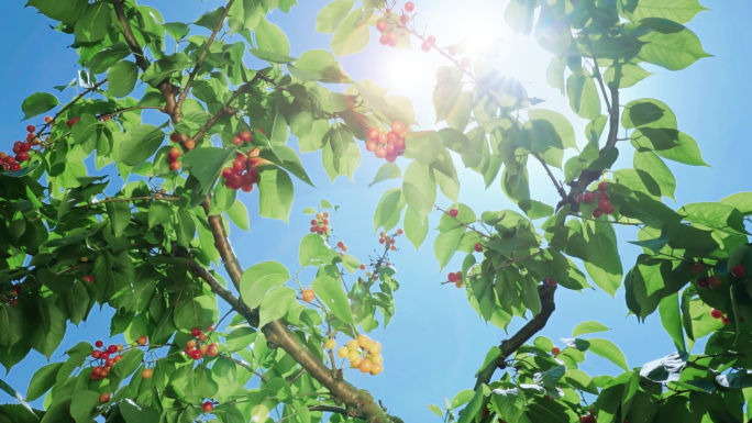 田园风光水果基地 阳光透过果树 水果采摘