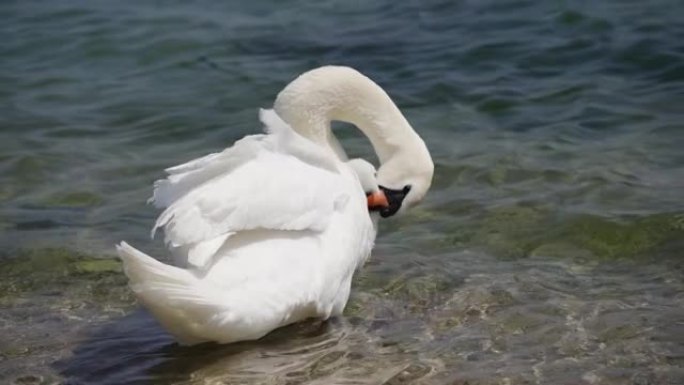 鸟类-在阳光明媚的春天早晨，沉默的天鹅 (天鹅座) 在水中洗净自己，并清洁羽毛。
