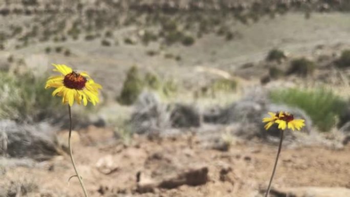 阳光明媚的夏日，在科罗拉多州西部干旱的高沙漠徒步旅行时，自然界中的日晷野花4k视频系列