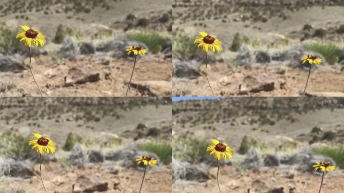 阳光明媚的夏日，在科罗拉多州西部干旱的高沙漠徒步旅行时，自然界中的日晷野花4k视频系列