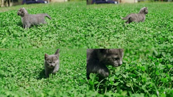 一只可爱的灰猫在绿草地上寻找妈妈