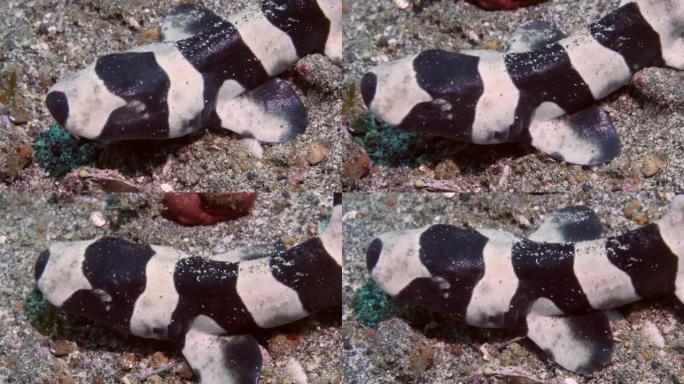 海沙上的肖像新生婴儿猫鲨珊瑚猫鲨Atelomycterus marmoratus。