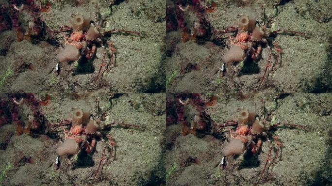 一只鲜红色的凸礁蟹在岩石上缓慢移动。