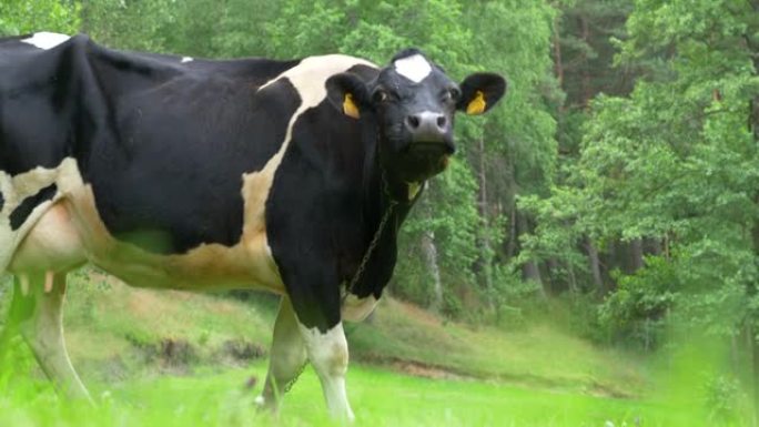 晴天草地上的牛。一群母牛走过田野，吃着新鲜的绿草。
