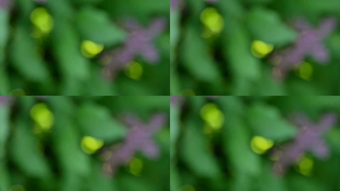抽象背景-绿色，淡紫色，黄色，春天万花筒。